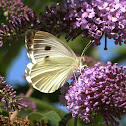 Large Cabbage White butterfly