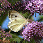 Large Cabbage White butterfly