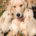 Animal Kids logo