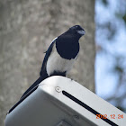 喜鵲 / Eurasian Magpie