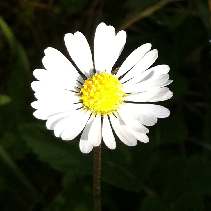 Daisy (Gänseblümchen)