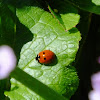 Seven-spotted Lady Beetle