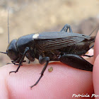 two-spotted cricket