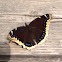 Mourning cloak