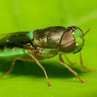 Soldier fly