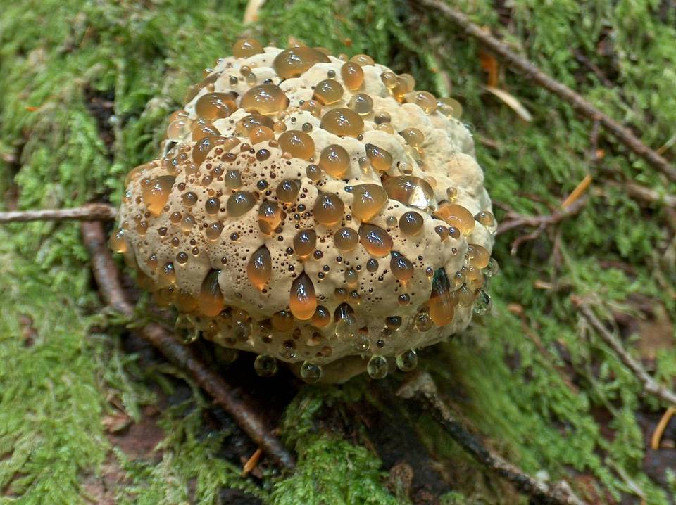 Oak Bracket Fungus