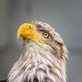 by Jean Verret - Animals Birds
