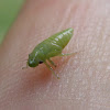 meadow spittlebug