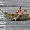 Pine Tree Spur-throated Grasshopper