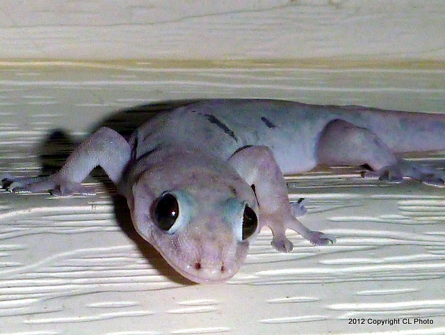 Common House Gecko