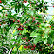 Wild cherry. Cerezo silvestre