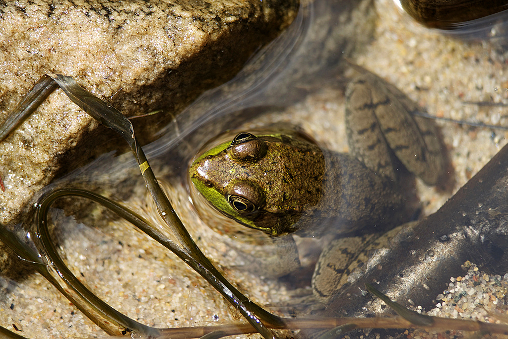 Green Frog