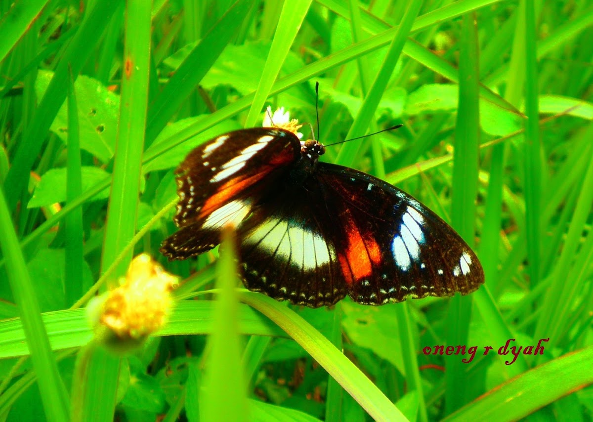 great eggfly