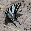 Zebra swallowtail