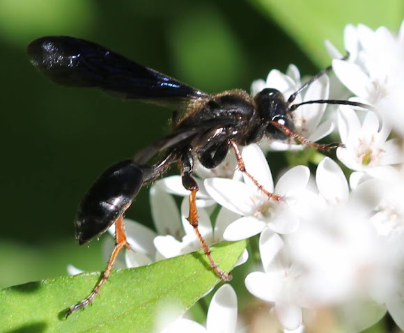 thread-waisted wasp | Project Noah