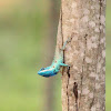 Indo-Chinese Forest Lizard