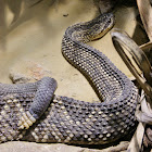 Neotropical Rattlesnake