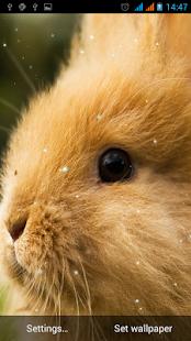 How to install Bunny Live Wallpaper patch 1.3 apk for bluestacks