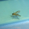 Rhagio snipe fly