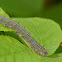 Forest Tent Caterpillar Moth - Hodges#7698