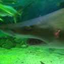 Sandtiger shark