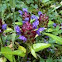 Prunella vulgaris (Selfheal)