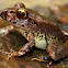 Stuttering Frog ( Southern Barred Frog )