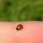 5-spot Ladybird