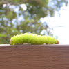 Luna moth caterpillar