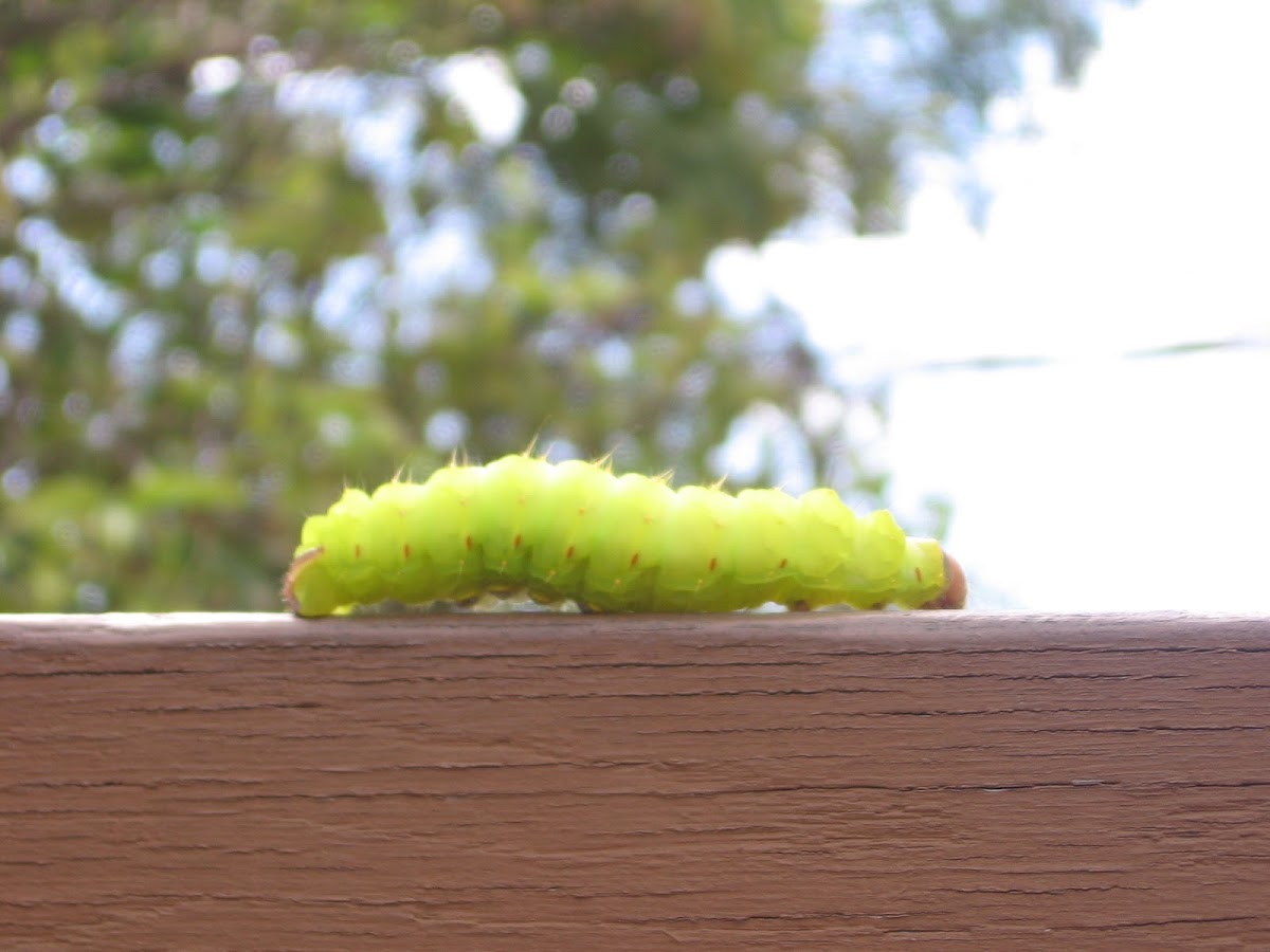 Luna moth caterpillar