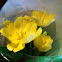 Tulip: Yellow