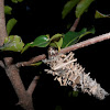 Bagworm moth (2)