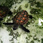 Hawksbill Sea Turtle Hatchling  