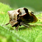 Two-horned Treehopper