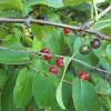 Honeysuckle and buckthorn