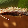 Caterpillar / parasitoid wasp (Euplectrus sp.)