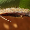 Caterpillar / parasitoid wasp (Euplectrus sp.)