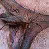 Leaf-footed bug 