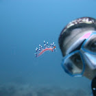 Much Desired Flabellina Nudibranch