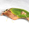 leaf mimic Katydid