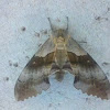 Western Poplar Sphinx Moth
