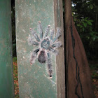 Pinktoe tarantula