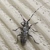 White Spotted Sawyer Beetle
