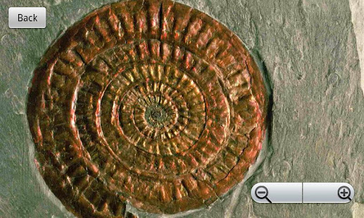 Fossils(圖4)-速報App