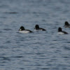 Common Goldeneye