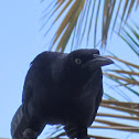 Great- tailed grackle