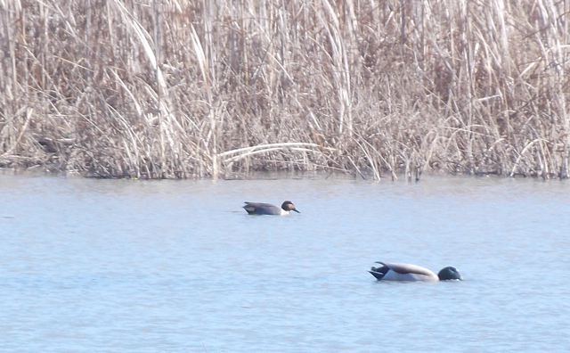 Green-Winged Teal?