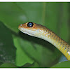 Indo-chinese rat snake