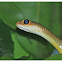 Indo-chinese rat snake