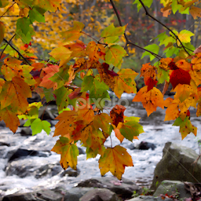 Fall Leaves by Isaac Moscovich - Nature Up Close Leaves & Grasses